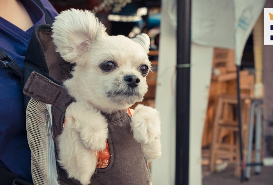 Best dog carrier sling