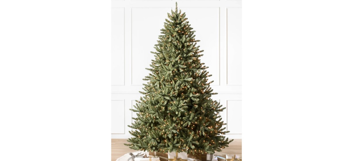 Best Classic Blue Spruce Best Classic Blue Spruce