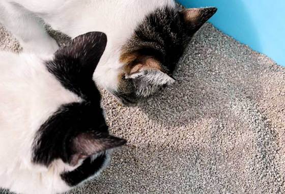 Best Cat Litter Deodorizers