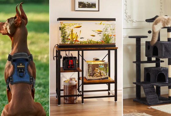 Walmart has 75% off pet essentials in this week’s ‘Flash Deals’